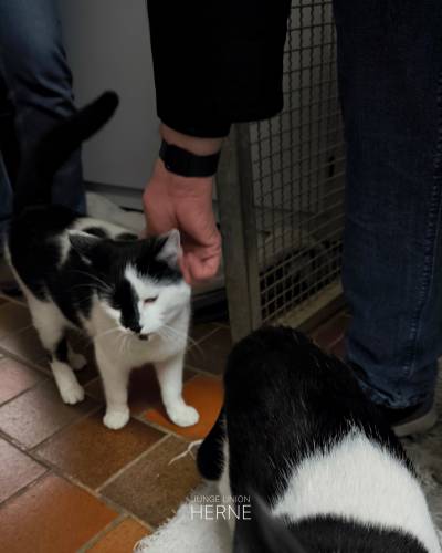 Die Katzen im Tierheim sind sehr zutraulich.
